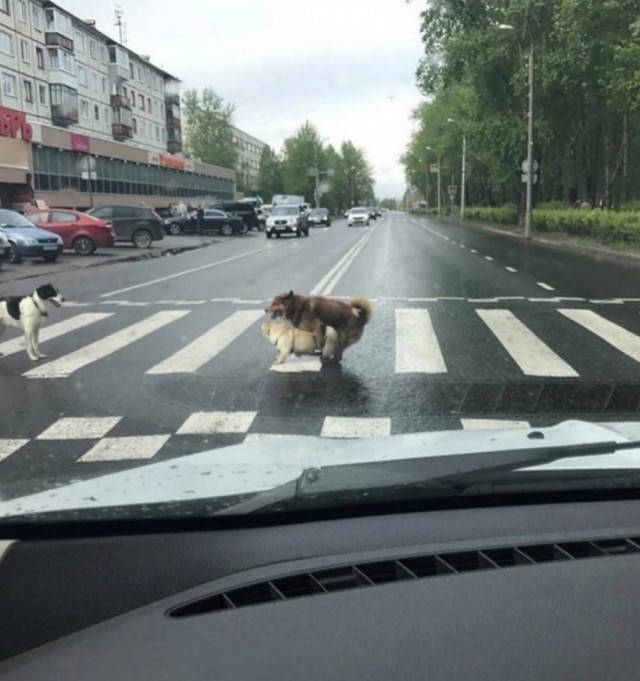Стыренные картинки