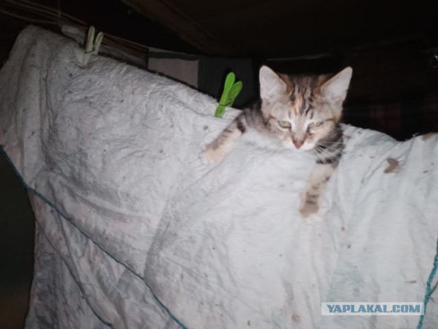 Жизнь домашнего приюта для котеек 479