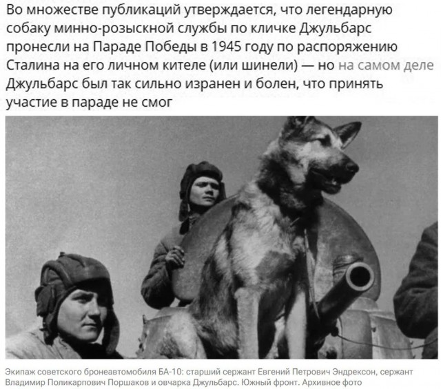 Собаки из истории в картинках