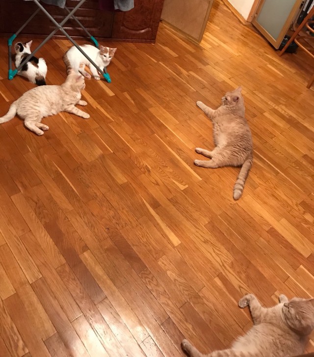 Котовторник!