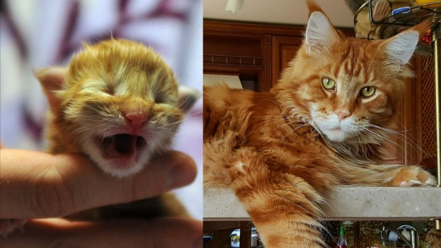 Котовторник, от мала до велика
