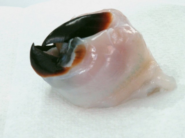 В Техасе мужчина ввел половой член в гигантского моллюска