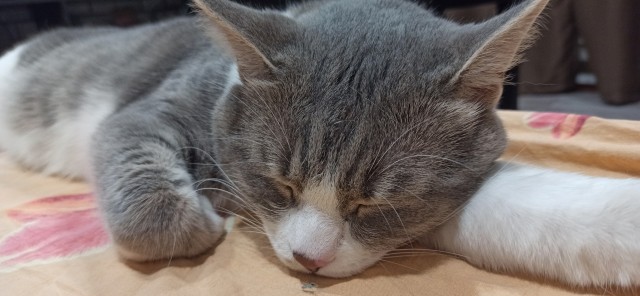 Есений (котовторник)