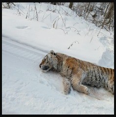 Еще один тигр найден застреленным