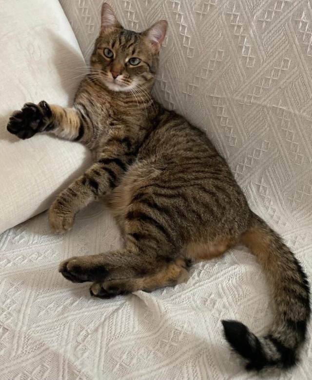 Это что, котовторник?