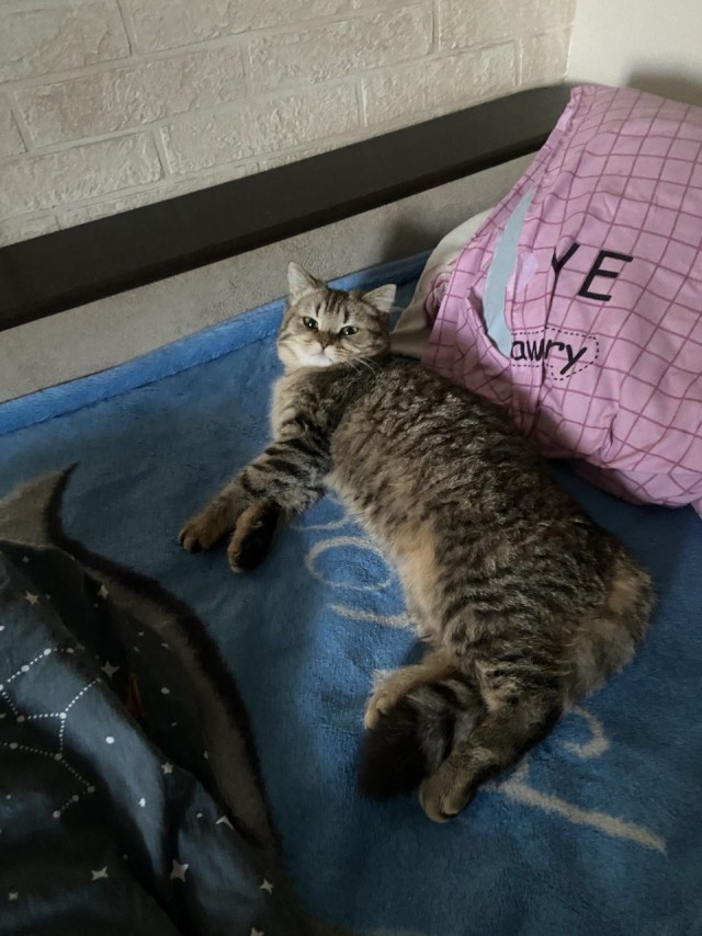 Котовторник