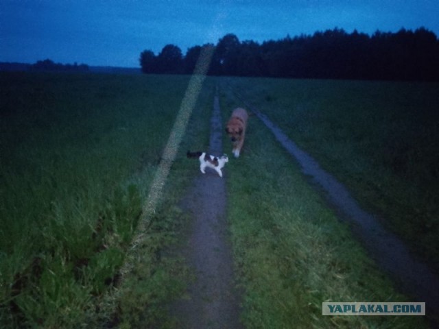 Жизнь домашнего приюта для котеек 545
