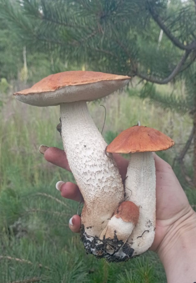 Грибной поход . День второй