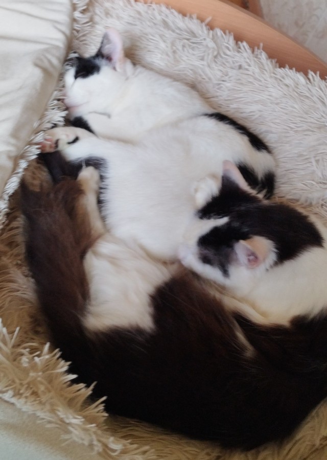 Принимайте в ряды которабов