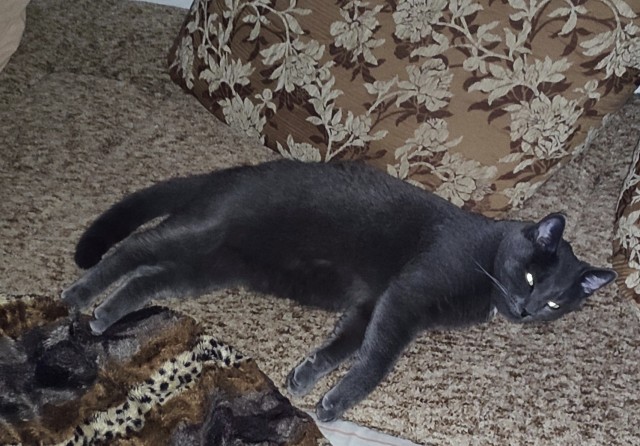 Особенный рыжий кот.