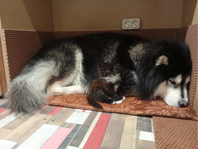 Котовторник. Дорофей!