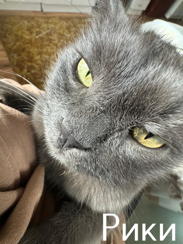 Жизнь домашнего приюта "Котоленд" 514