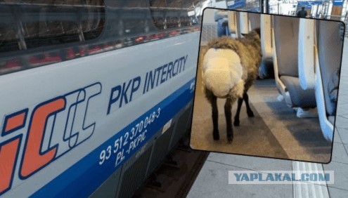 Овца в подгузнике