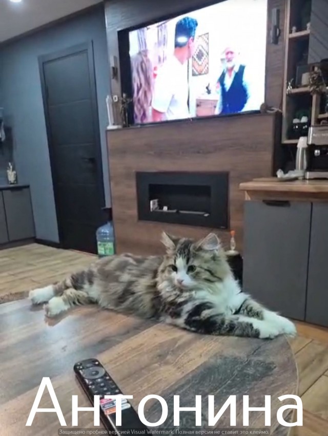 Жизнь домашнего приюта "Котоленд" 521