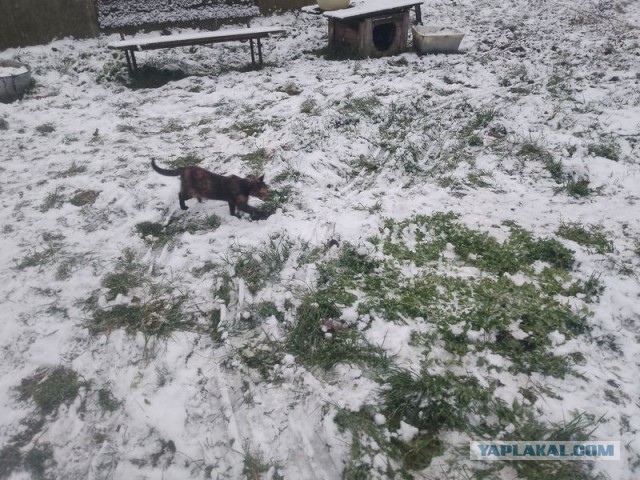 Жизнь домашнего приюта для котеек 564