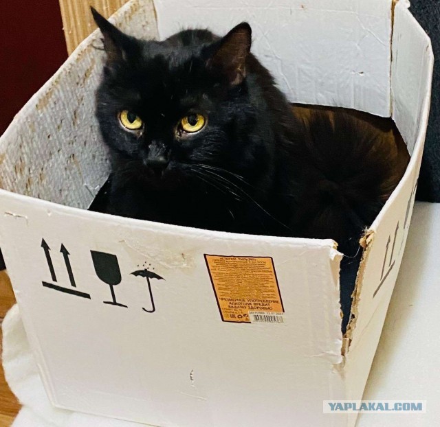 Нипанимаю кота!