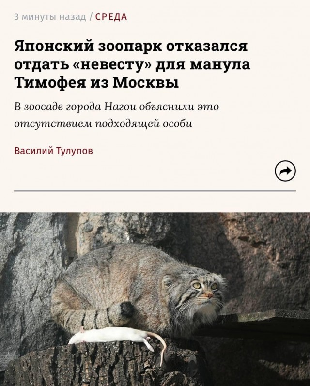 Манул Тимофей из Московского зоопарка снова остался без второй половинки