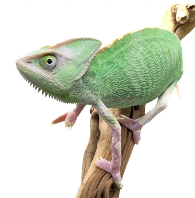 Ну, нет на Япе дня ящериц.