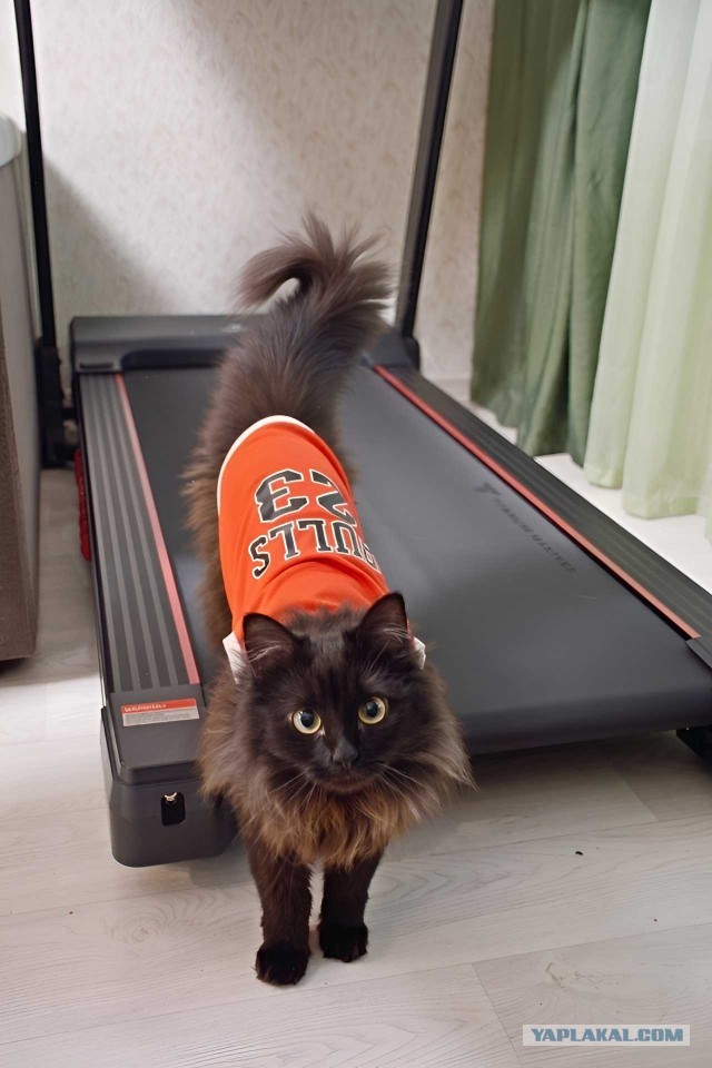 Спортивный котовторник.