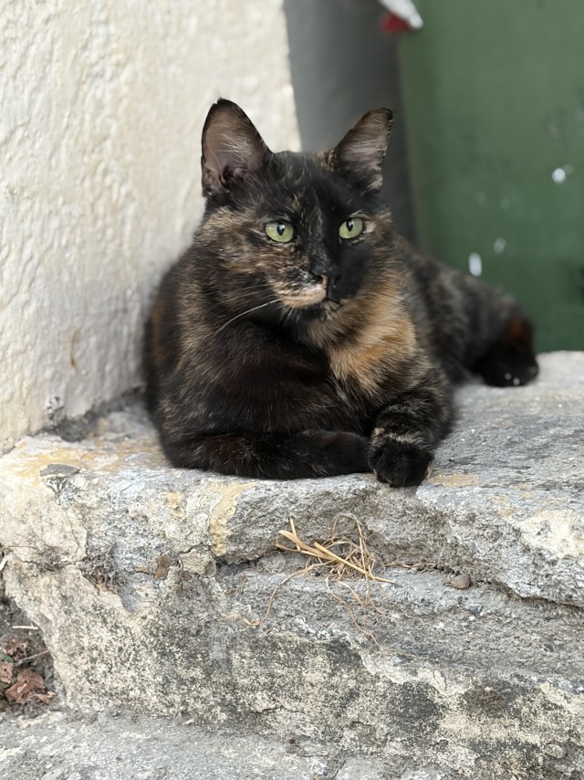 Уличные котики