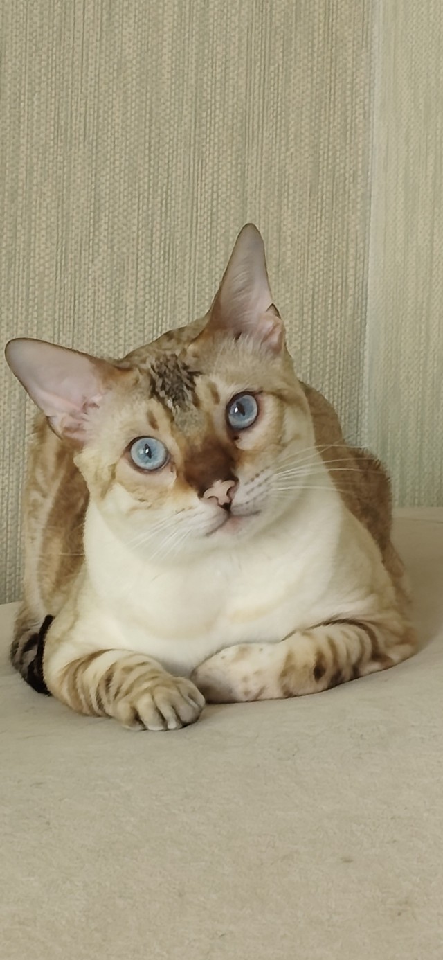 Котэвторник