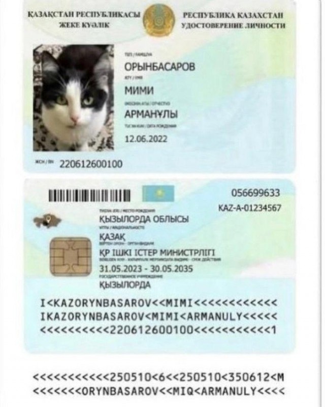 Котам в Казахстане начали выдавать паспорта