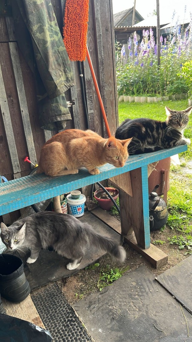 К-котовторник