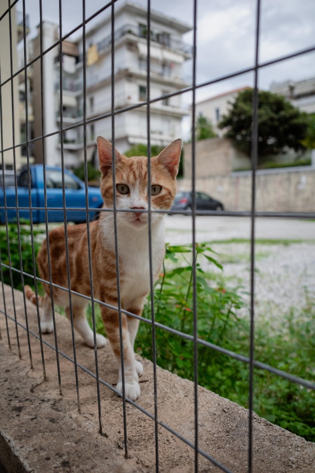 Уличные кошки острова Крит