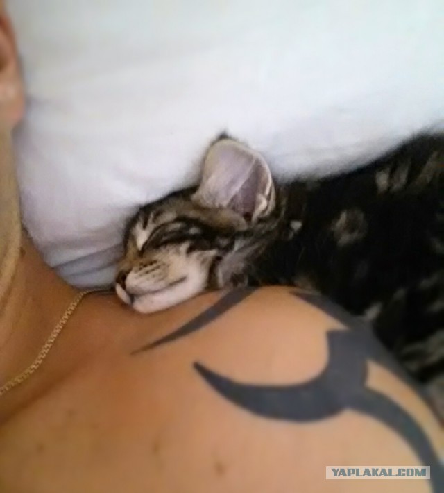 Котовторник 8.10.2013