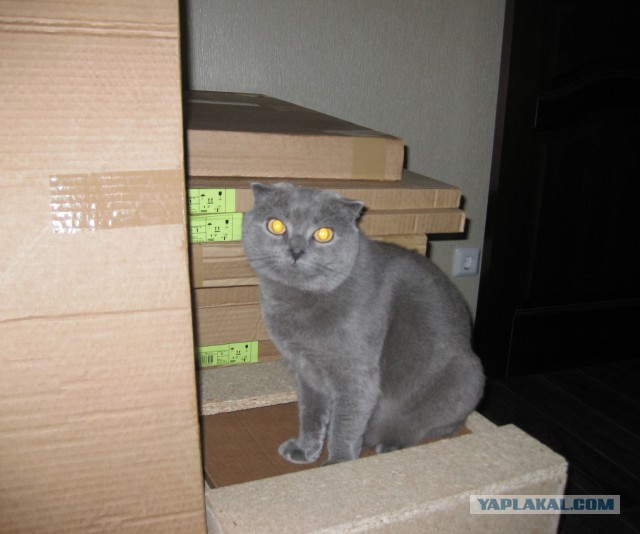 Котовторник 22.10.2013