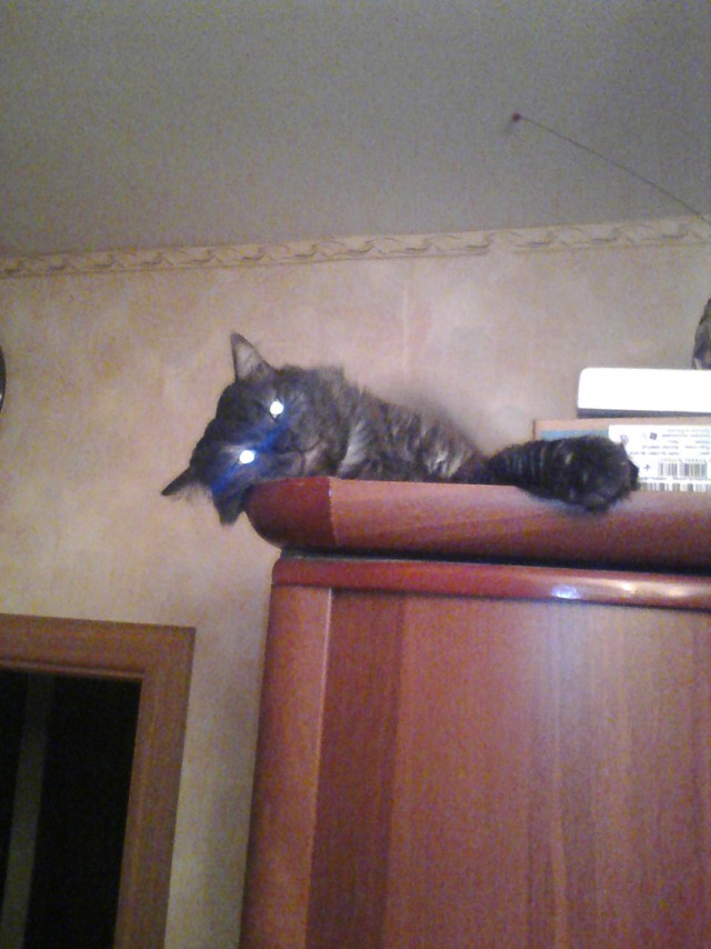Котовторник 12.11.2013