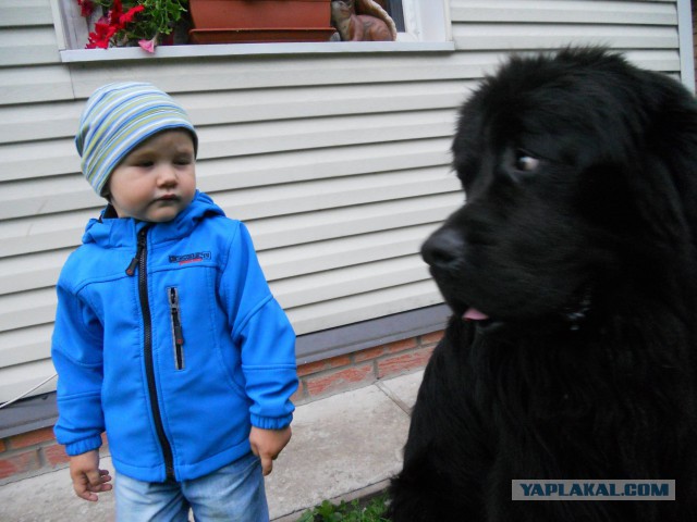 Собакочетверг на 02.01.2014