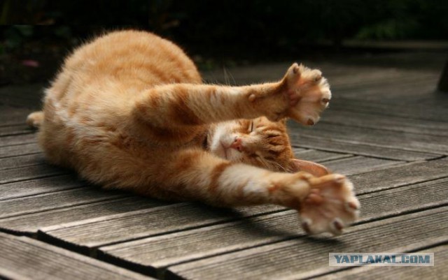 Потягушки