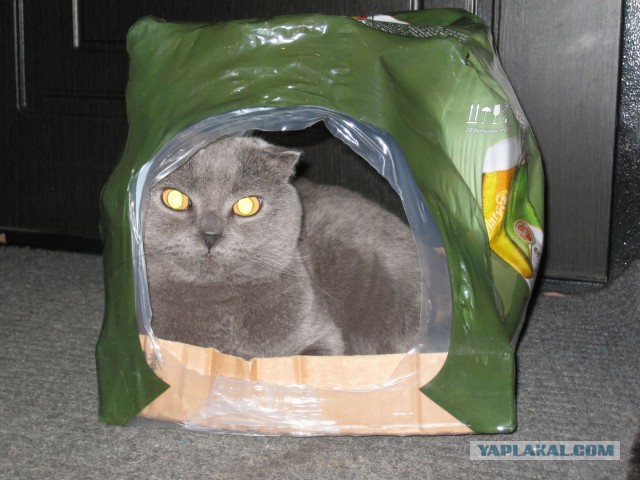 Котовторник 01.07.2014