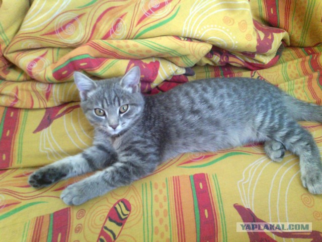 Котовторник 02.09.2014