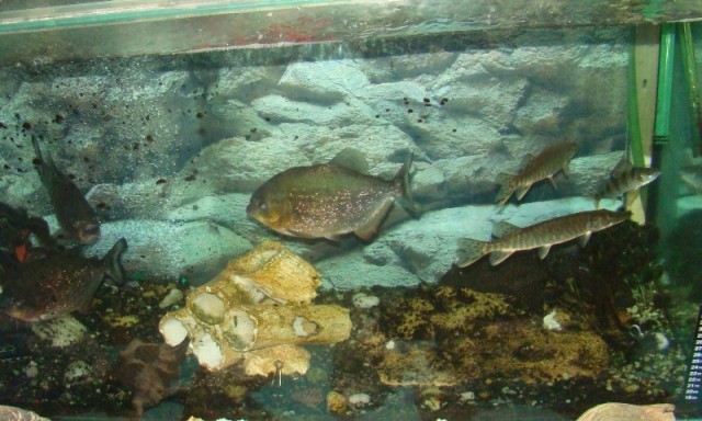 Нормальное такое соседство