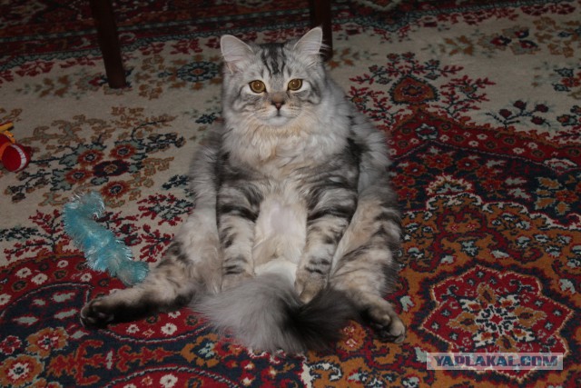 Моя кошка гопник!