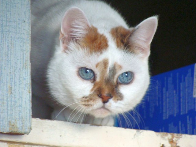 Котовторник
