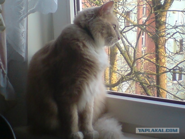 Вальхалла для кота