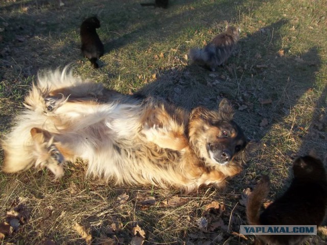Жизнь домашнего приюта для котеек 56