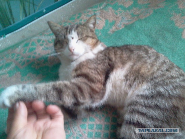 Котовторник 12.05.2015