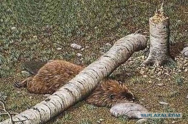 Неприятности случаются 2