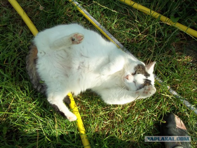 Жизнь домашнего приюта для котеек 71