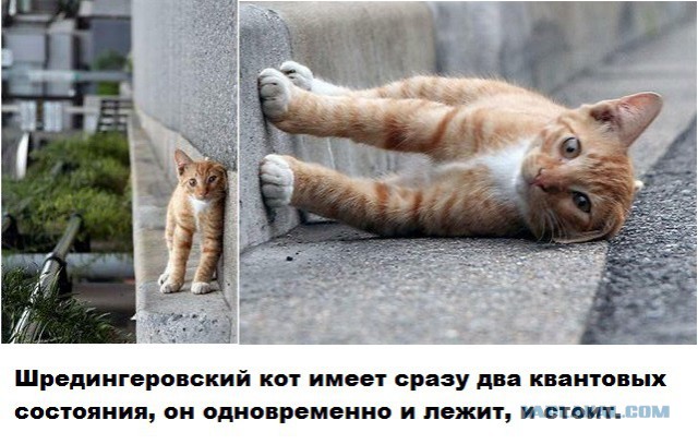 Котэподборка