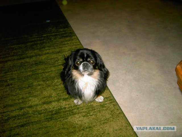 Собакочетверг же, ау!