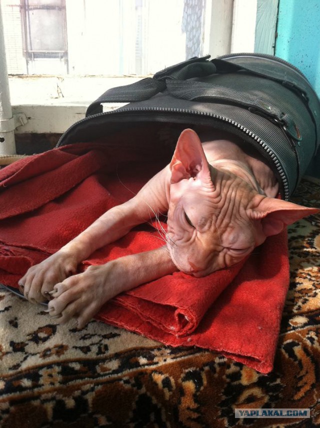 Котооо-о-о-вторник
