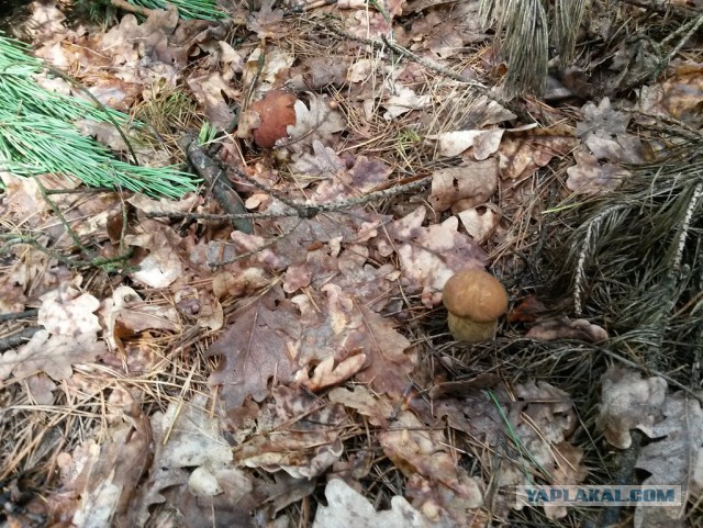 Первые грибы в мае