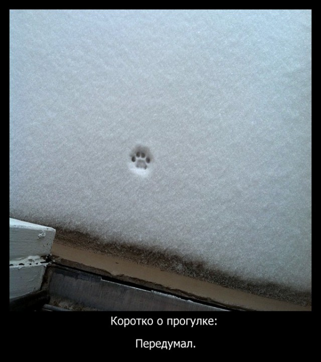 Снежный кот. Первому снегу посвящается.