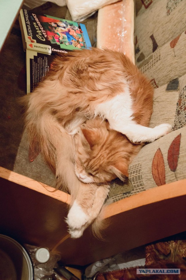 Коты из сети