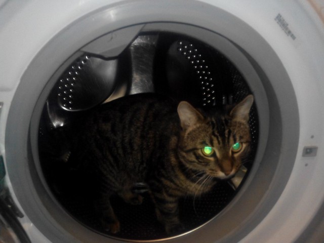 Коты из сети